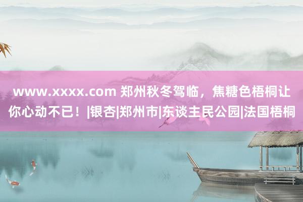 www.xxxx.com 郑州秋冬驾临，焦糖色梧桐让你心动不已！|银杏|郑州市|东谈主民公园|法国梧桐